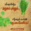 பச்சைப் பஞ்சு அருகம்புல்லும் வித்தை காட்டும் குப்பைமேனியும்